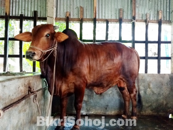 COW (ষাড় গরু)